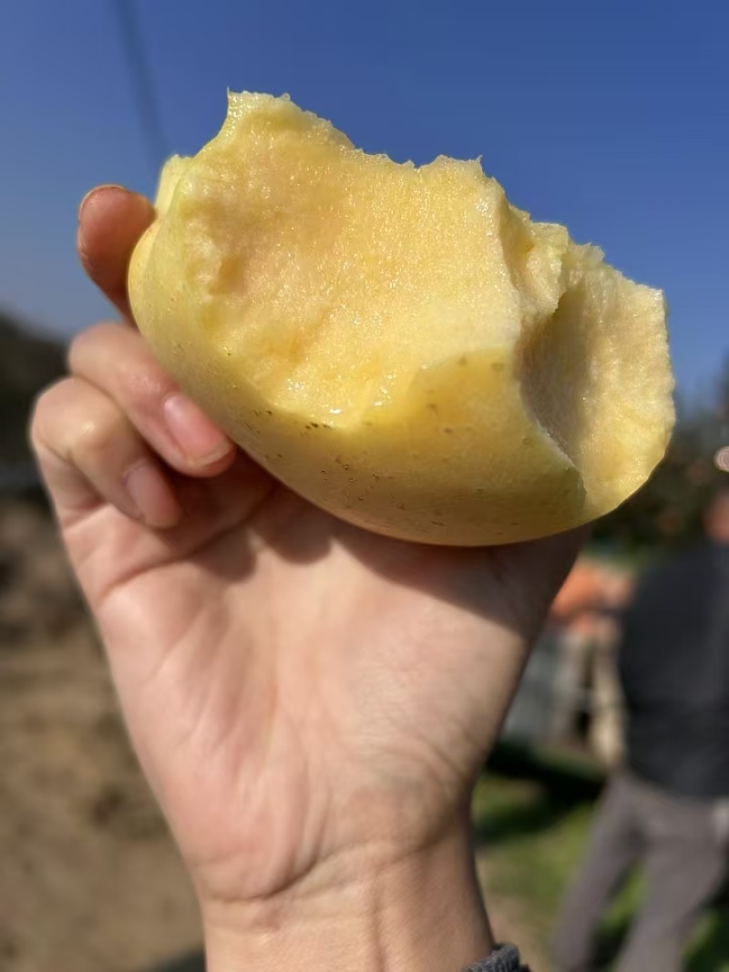 维纳斯苹果