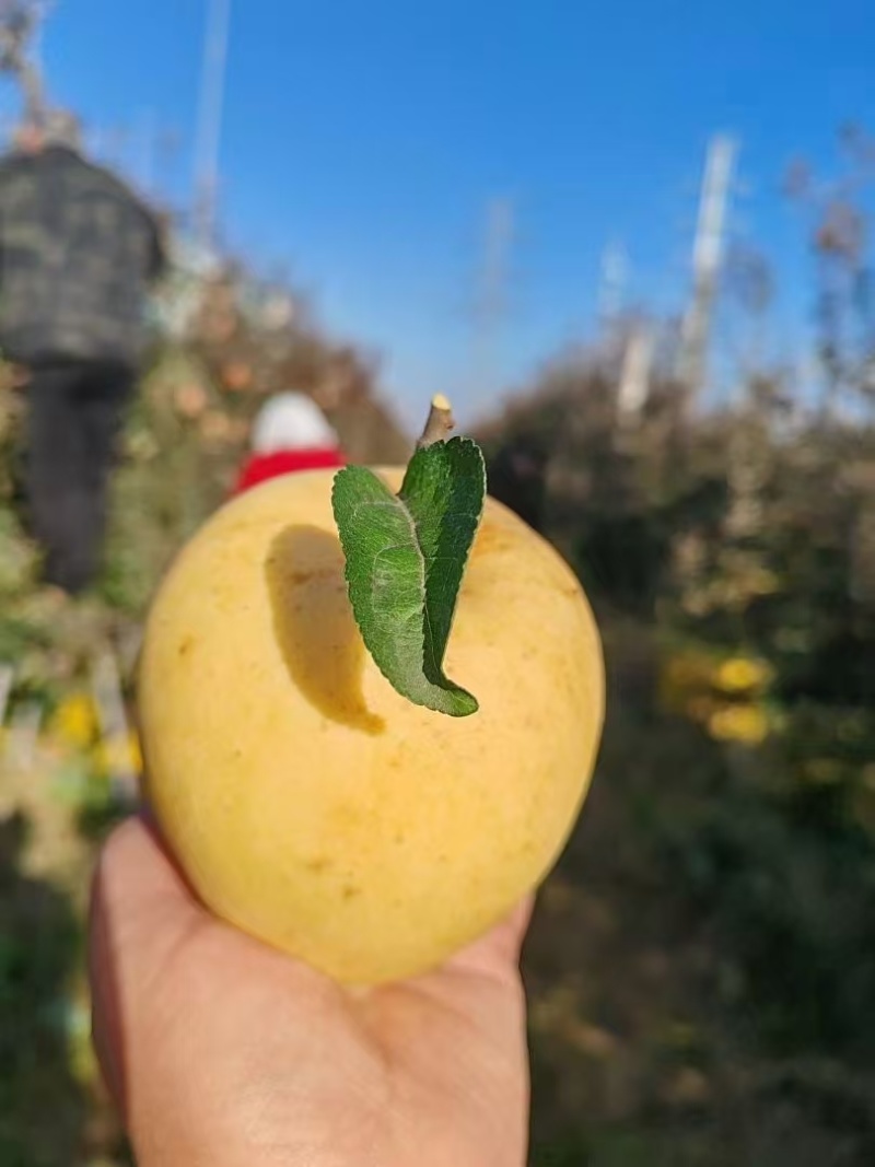 维纳斯苹果