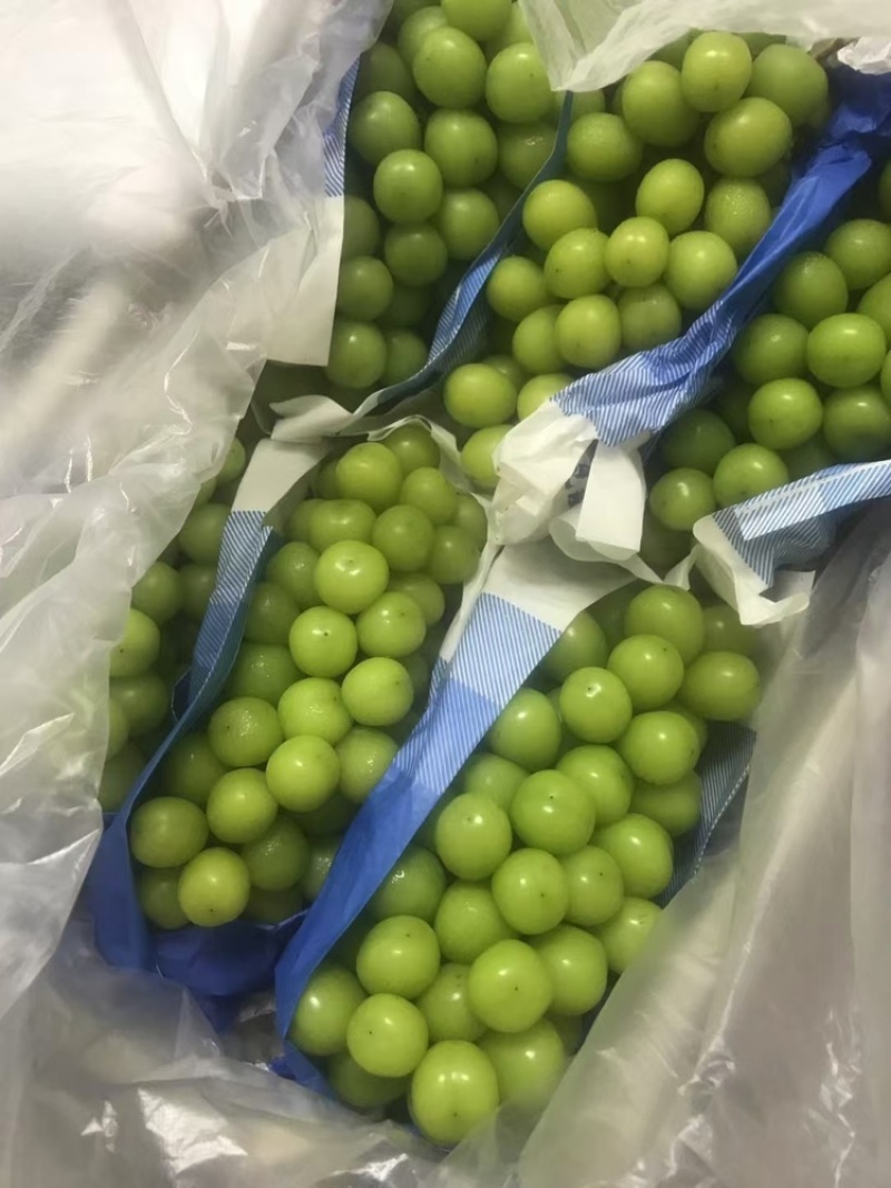 自家种植的阳光玫瑰，送礼果大串大粒口感香甜，今年现货