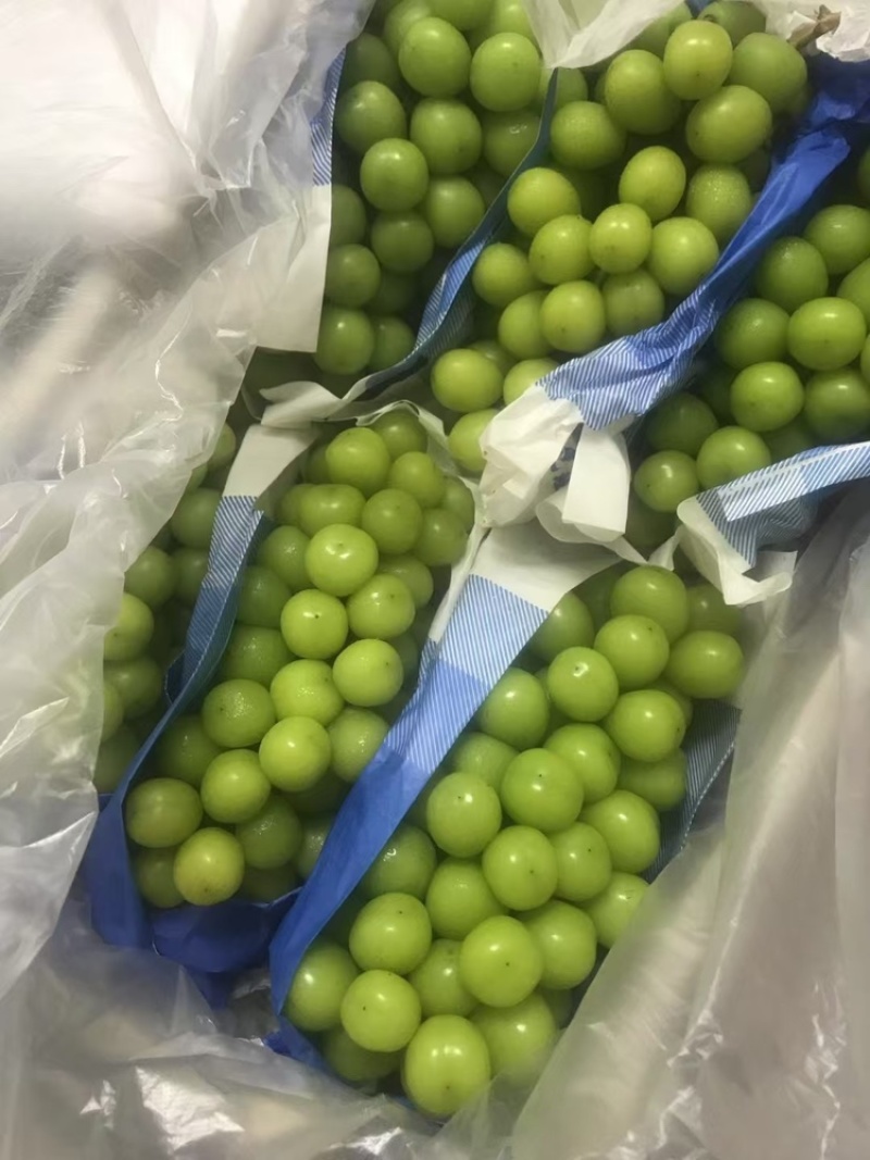 自家种植的阳光玫瑰，送礼果大串大粒口感香甜，今年现货