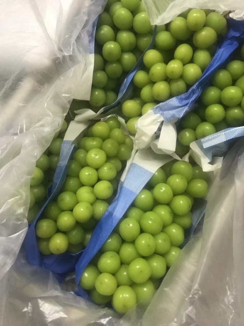 自家种植的阳光玫瑰，送礼果大串大粒口感香甜，今年现货