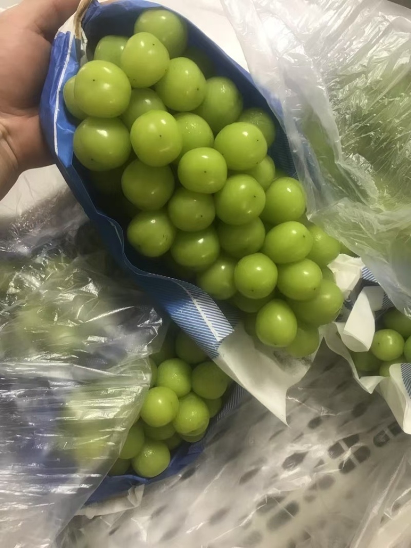 自家种植的阳光玫瑰，送礼果大串大粒口感香甜，今年现货