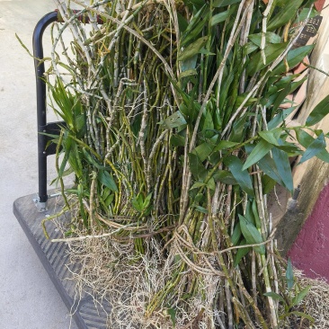 石斛马鞭石斛整棵全草鲜货包邮价