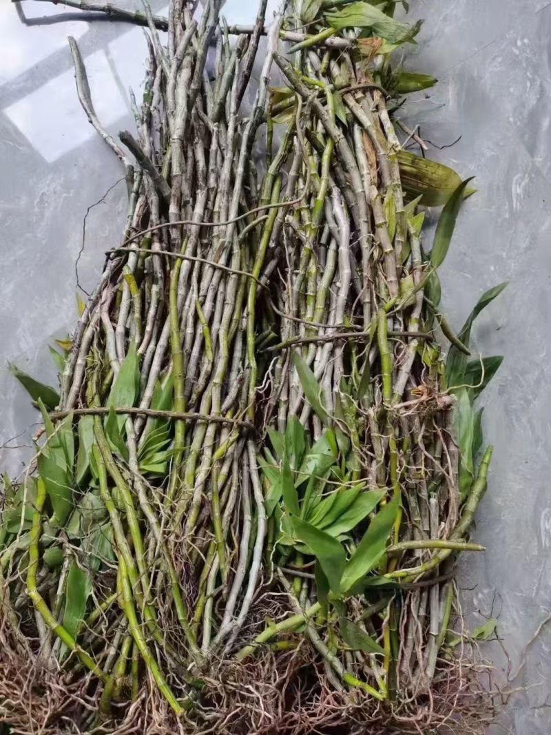 石斛马鞭石斛整棵全草鲜货包邮价