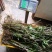 石斛马鞭石斛整棵全草鲜货包邮价