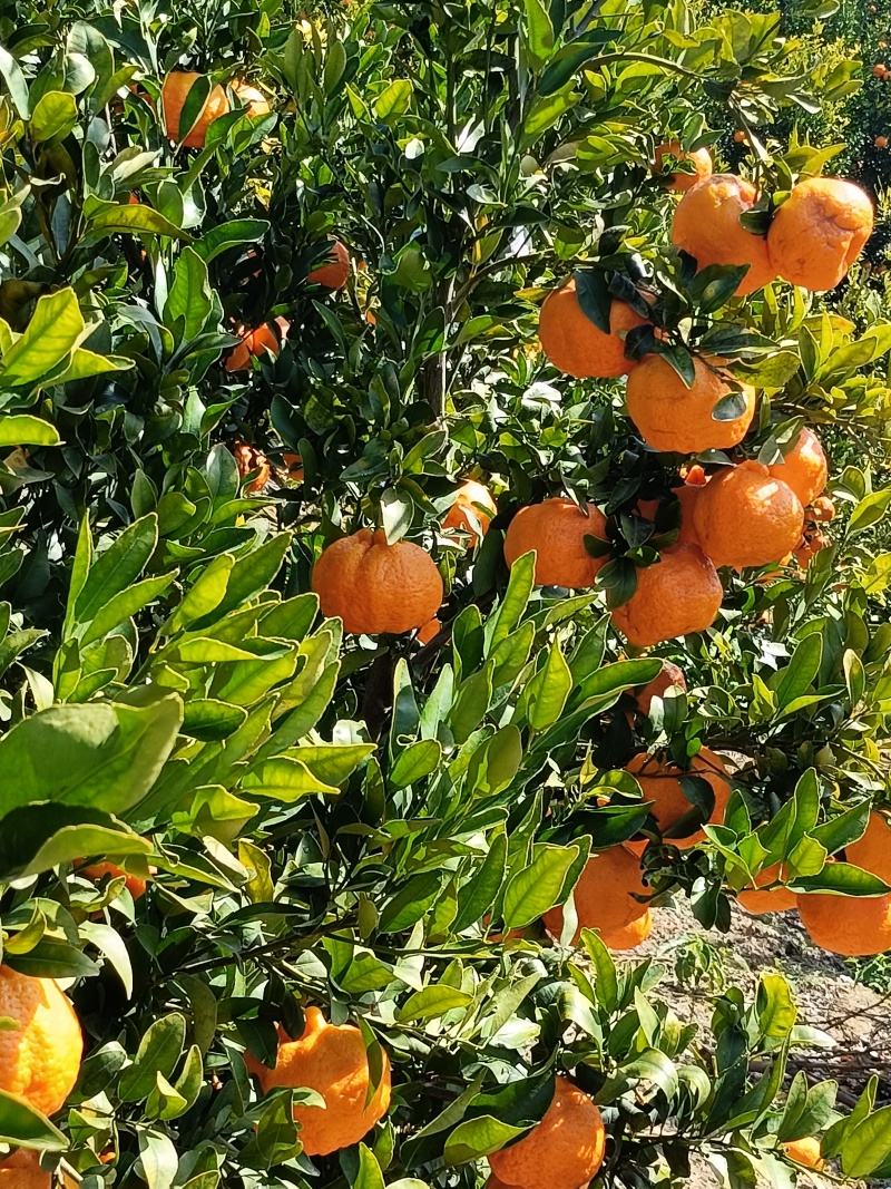 椪柑