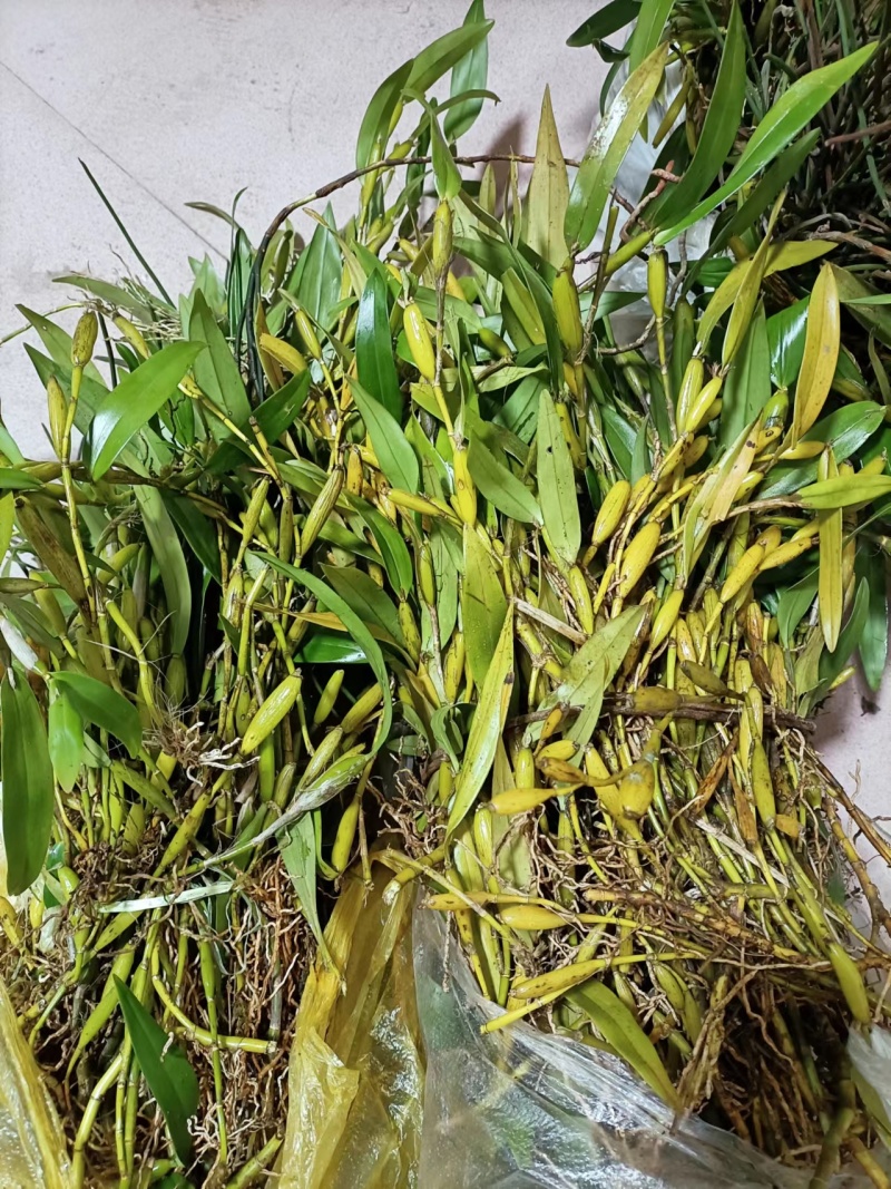 石斛金石斛整棵金草鲜货包邮价