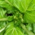 蔬菜供应儿菜