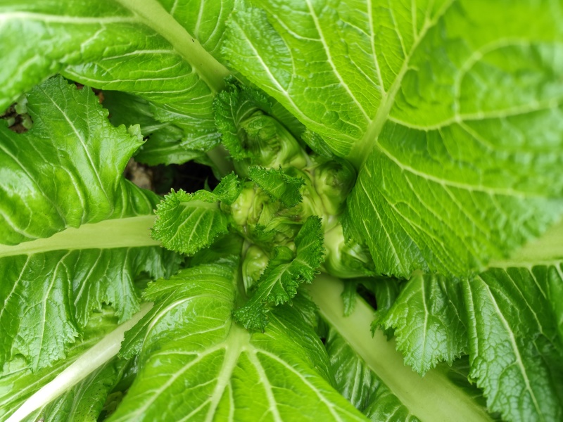 蔬菜供应儿菜