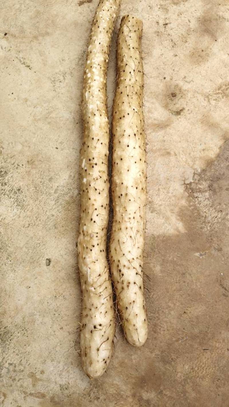 主要是山药有需要的老板联系我号码***********