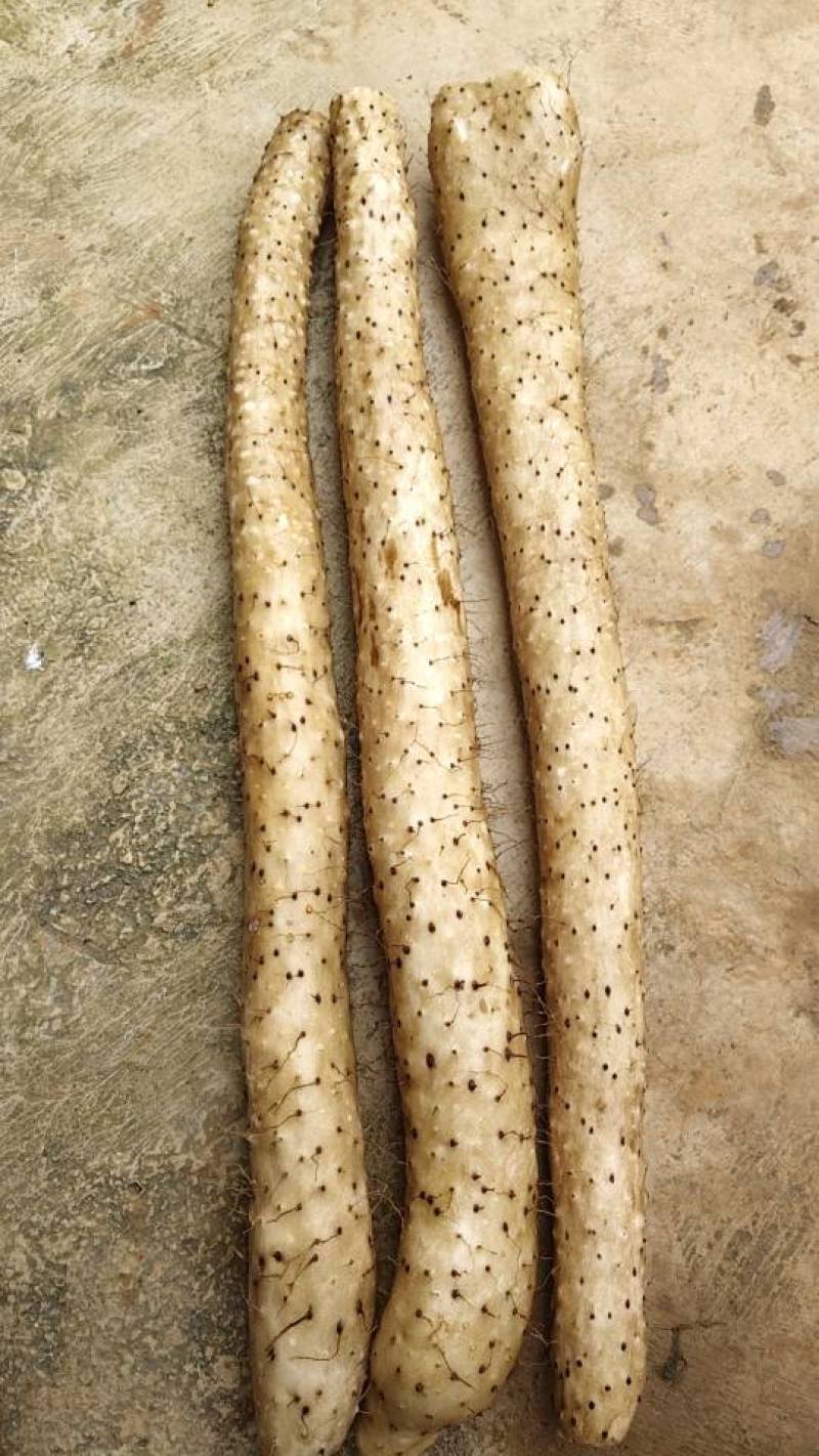 主要是山药有需要的老板联系我号码***********