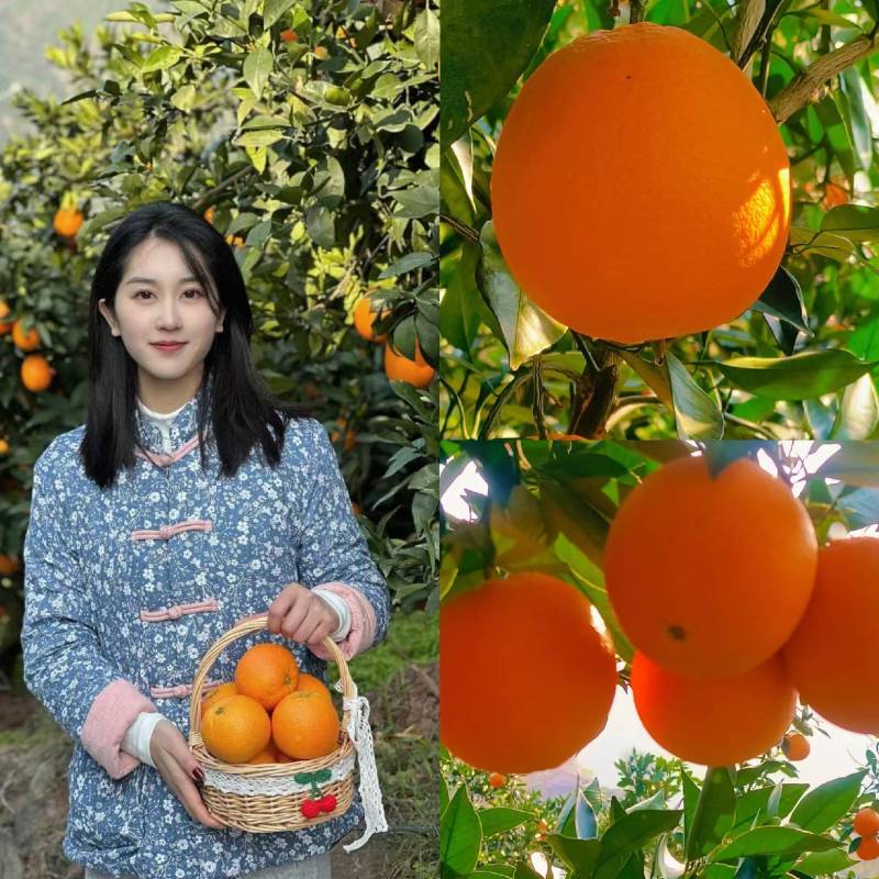 秭归脐橙肉质脆嫩化渣，风味浓甜芳香口感甜欢迎订购