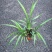 吉祥草观音草户内外观赏植物四季常青乔迁花卉