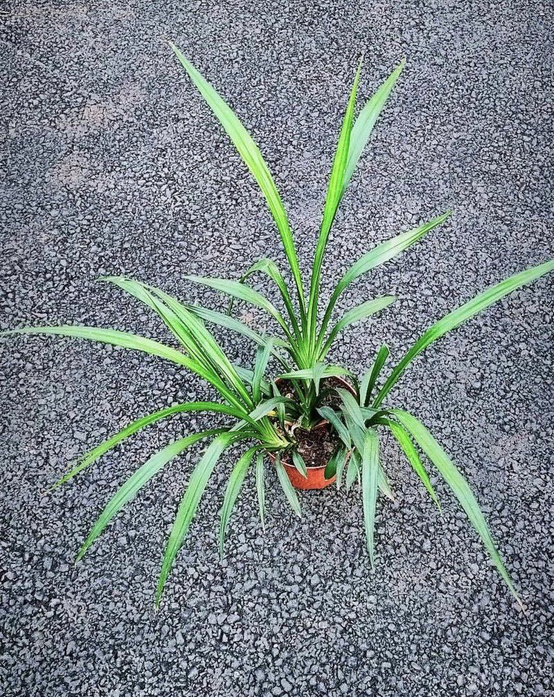 吉祥草观音草户内外观赏植物四季常青乔迁花卉