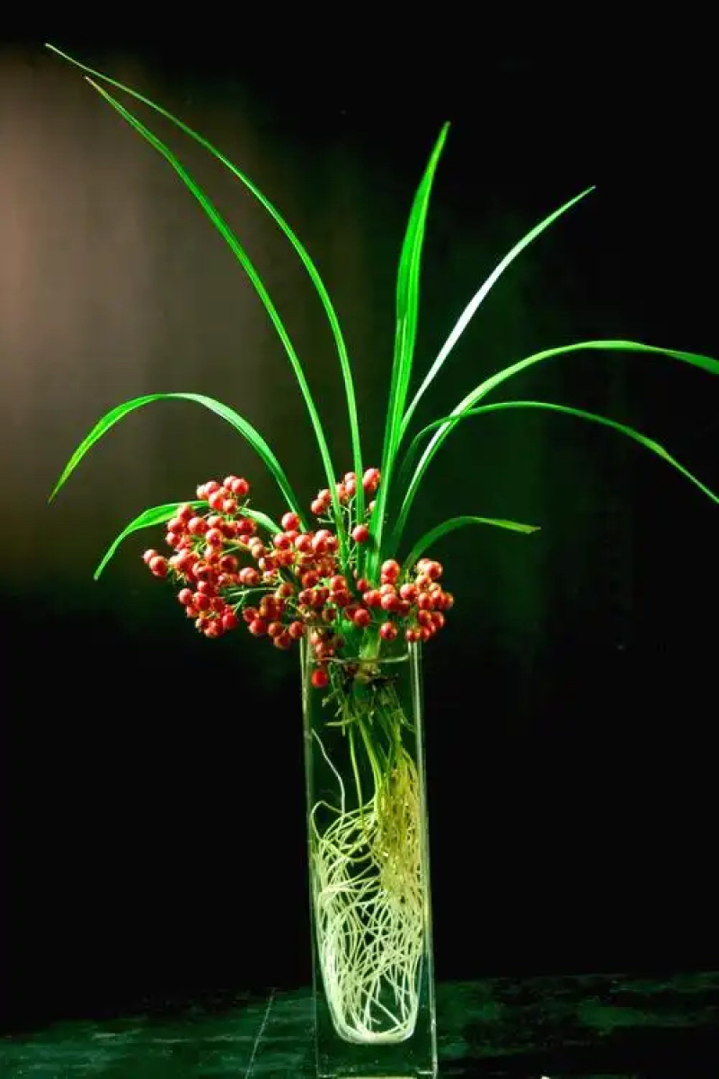 吉祥草观音草户内外观赏植物四季常青乔迁花卉