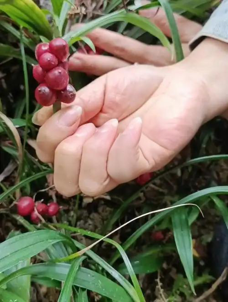 吉祥草观音草户内外观赏植物四季常青乔迁花卉