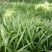 吉祥草观音草户内外观赏植物四季常青乔迁花卉