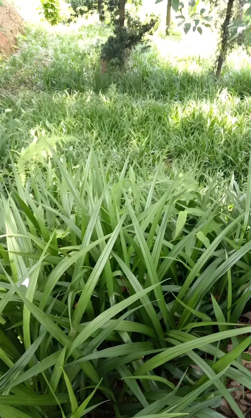吉祥草观音草户内外观赏植物四季常青乔迁花卉