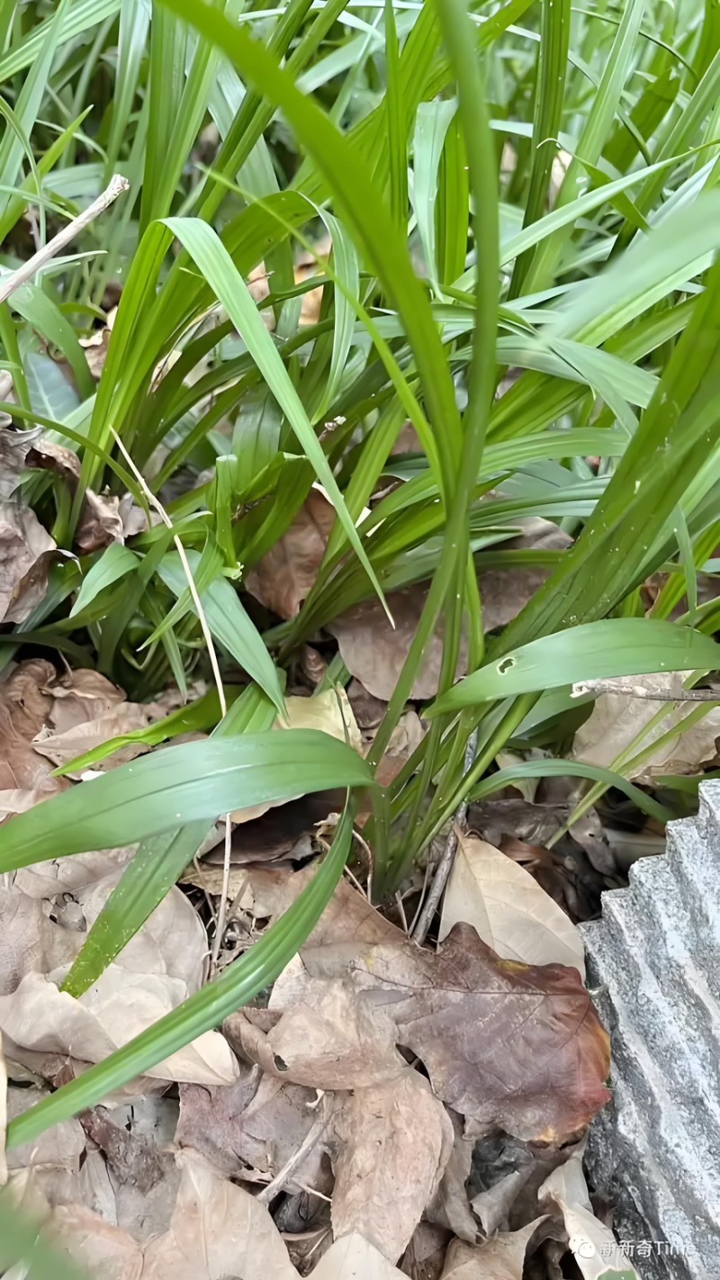 吉祥草观音草户内外观赏植物四季常青乔迁花卉