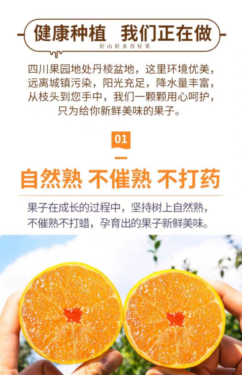 春见耙耙柑次果对接榨汁罐头厂家量大价优欢迎致电咨询