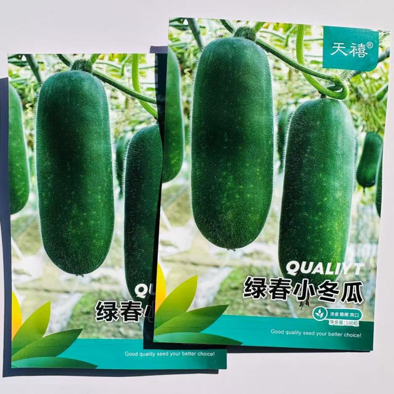 早绿小冬瓜种子绿春小冬瓜种子迷你毛瓜冬瓜种籽春季播种
