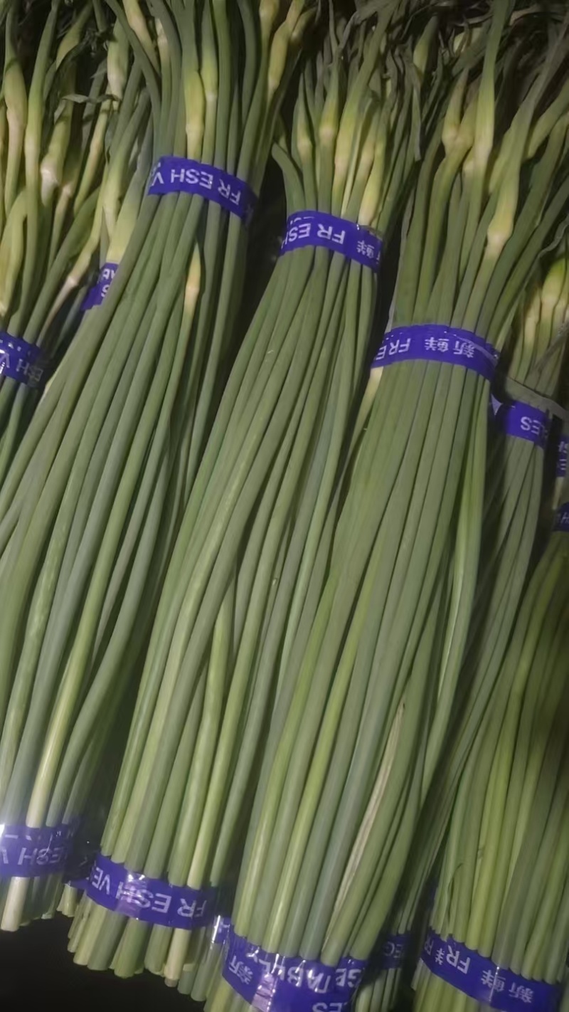 精品蒜苔，红帽蒜苔冷库直销，一吨起批保证质量，无任何费用