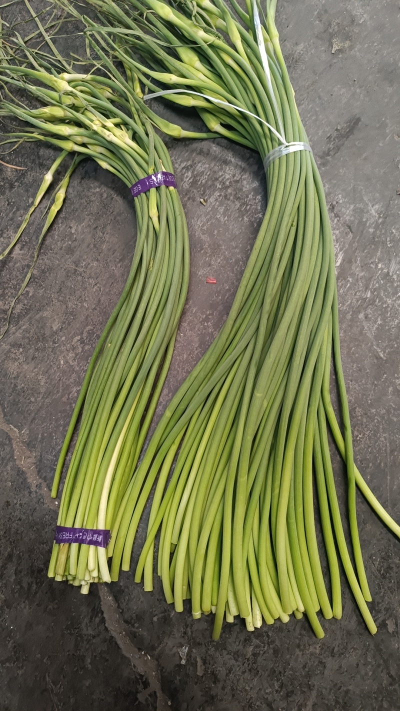 精品蒜苔，红帽蒜苔冷库直销，一吨起批保证质量，无任何费用