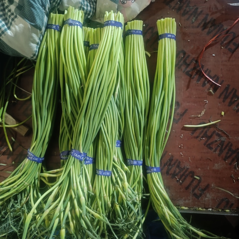 精品蒜苔，红帽蒜苔冷库直销，一吨起批保证质量，无任何费用