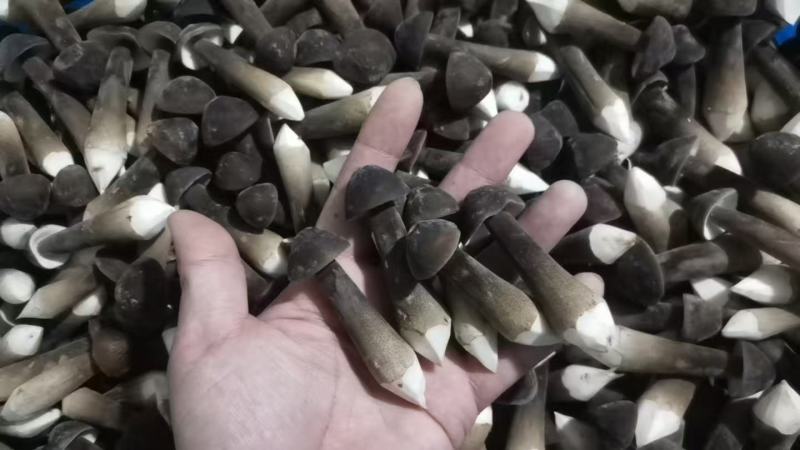 基地自种自产自销！鲜品黑鸡枞，每天大量有货一件代发