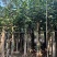黄槿树米径10公分到12公分基地直发