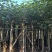 黄槿树米径10公分到12公分基地直发