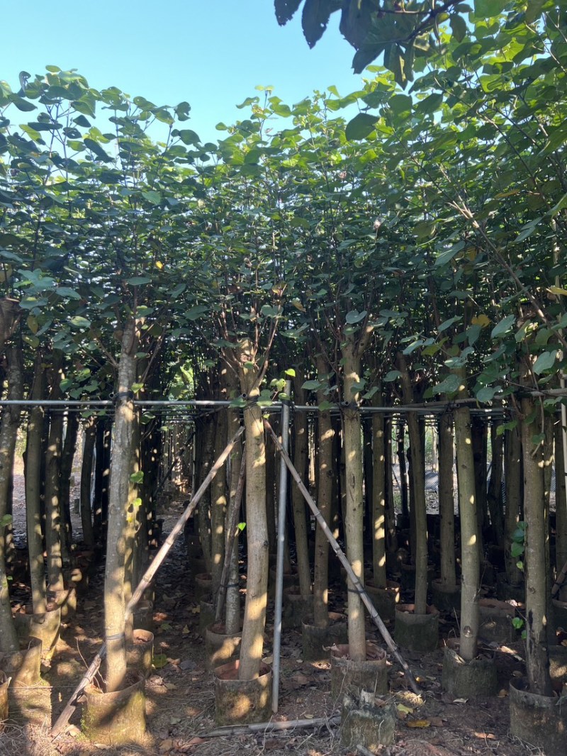 黄槿树米径10公分到12公分基地直发