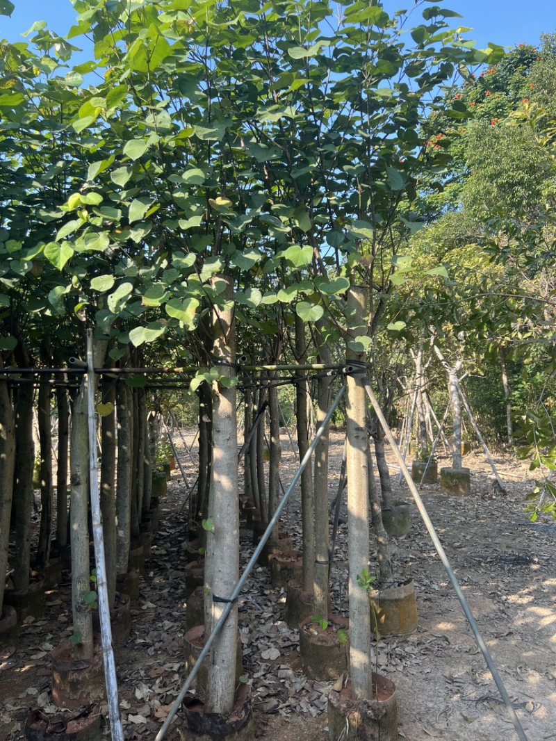 黄槿树米径10公分到12公分基地直发
