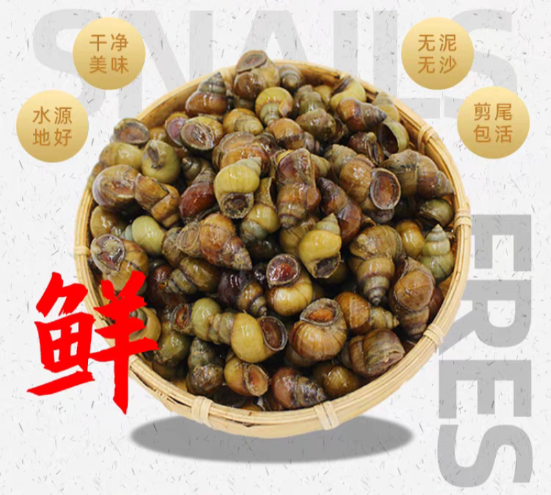 去尾清水螺狮