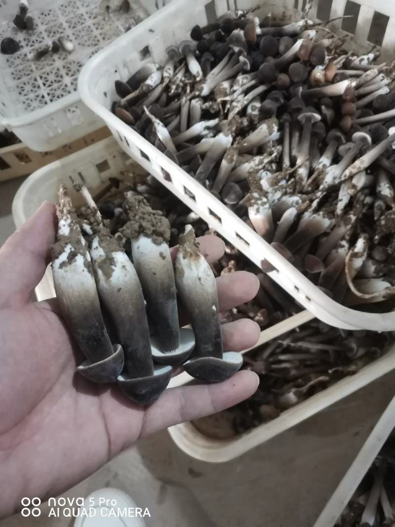 基地直供，货品保证，鲜甜可口，鲜品现货现发