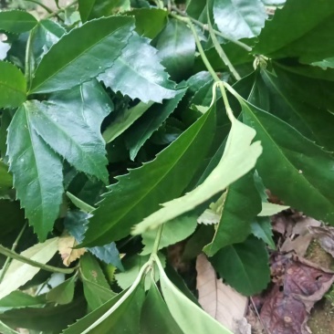 九节茶
