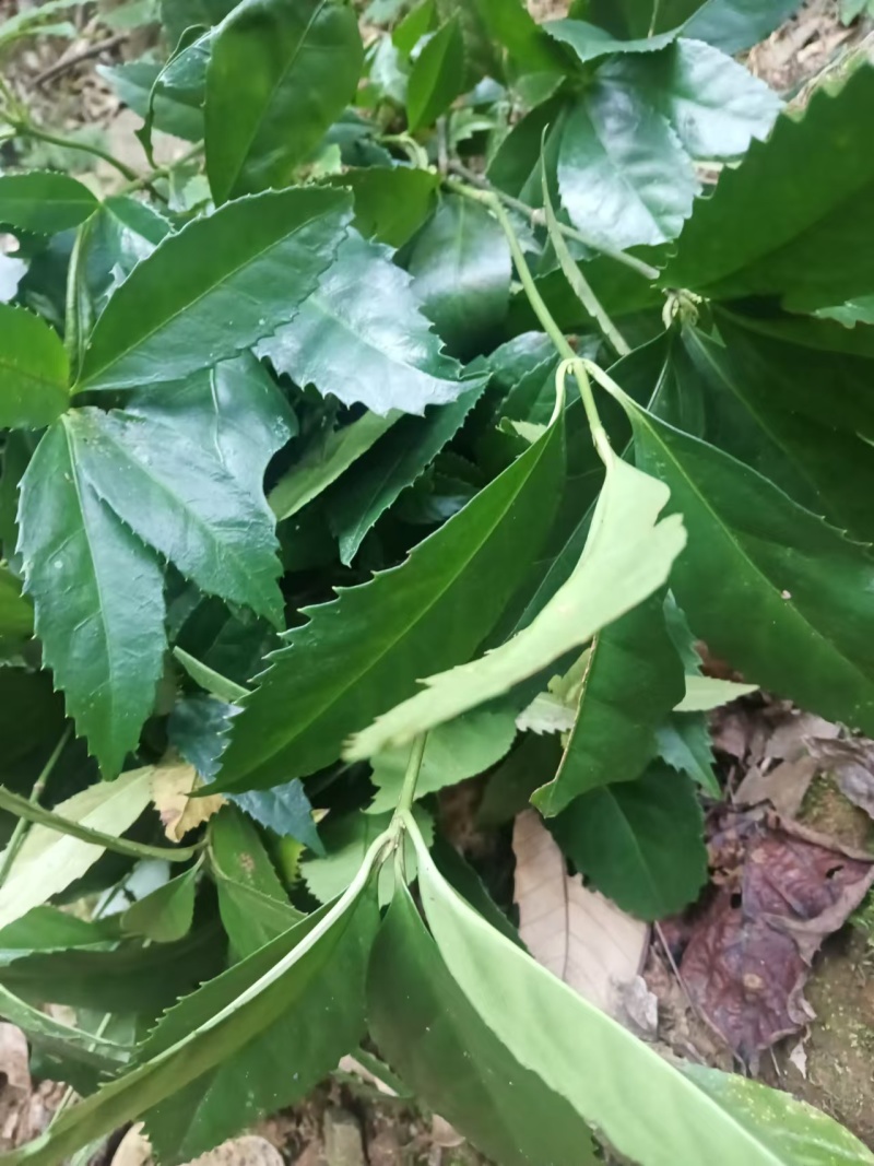九节茶