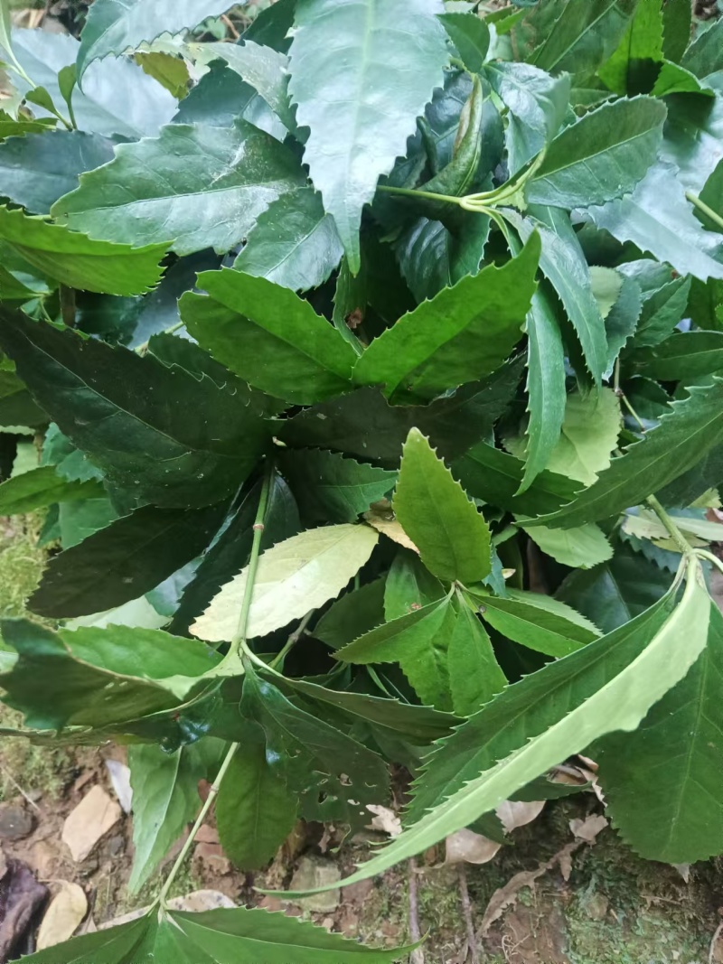 九节茶