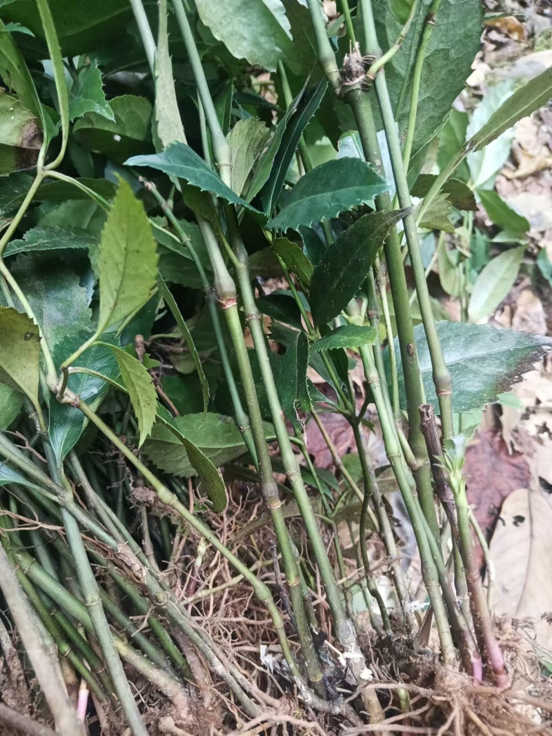 九节茶