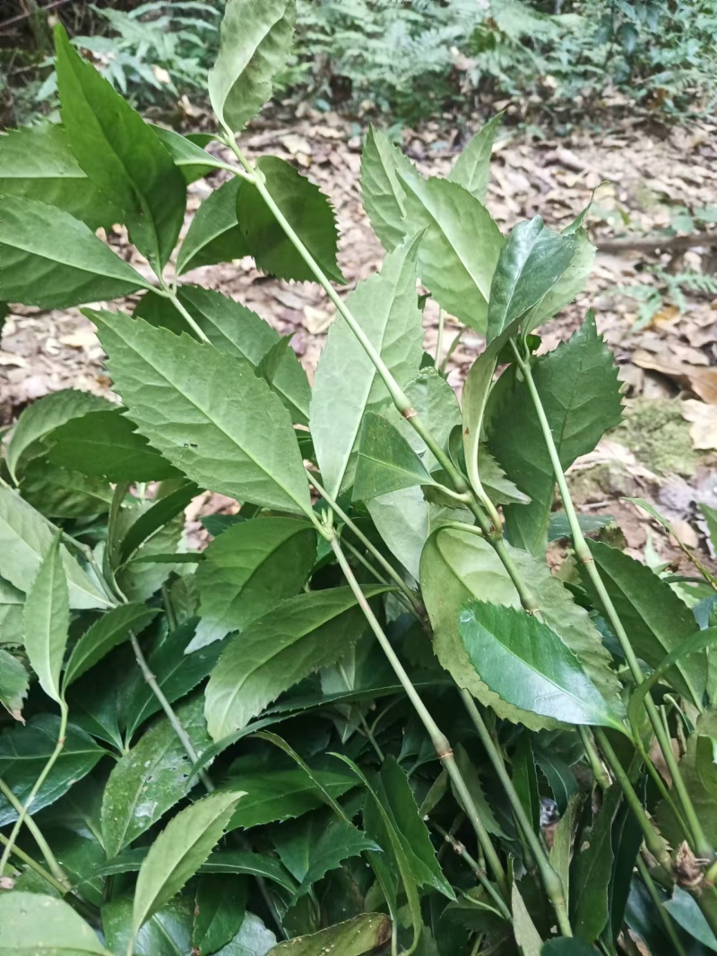 九节茶