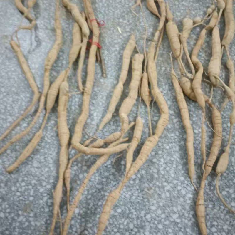 稀有牛大力限量上市产地直发超高性价比