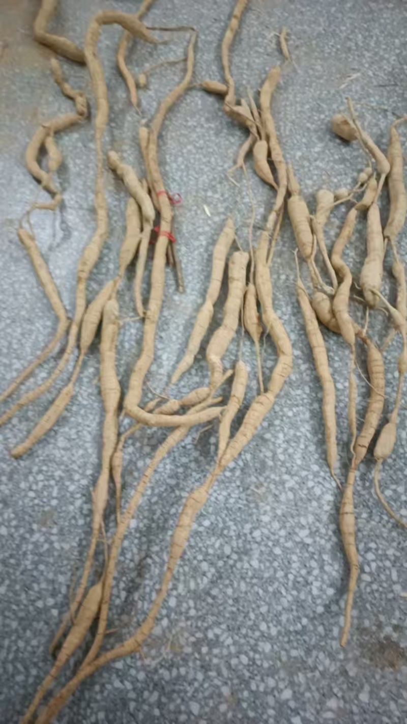 稀有牛大力限量上市产地直发超高性价比