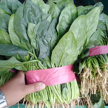河北邯郸永年，菠菜大量有货，***********