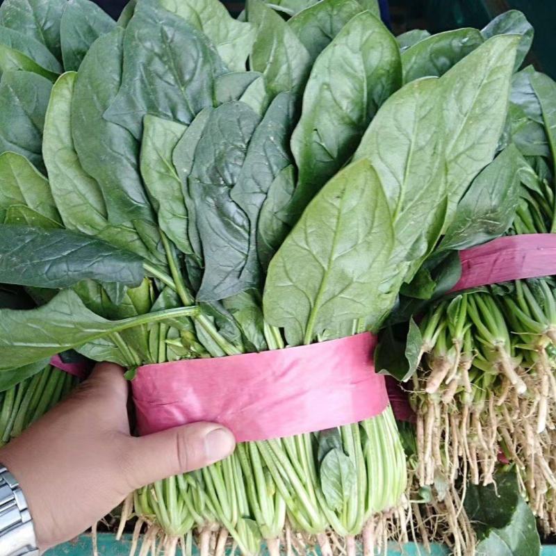 河北邯郸永年，菠菜大量有货，***********