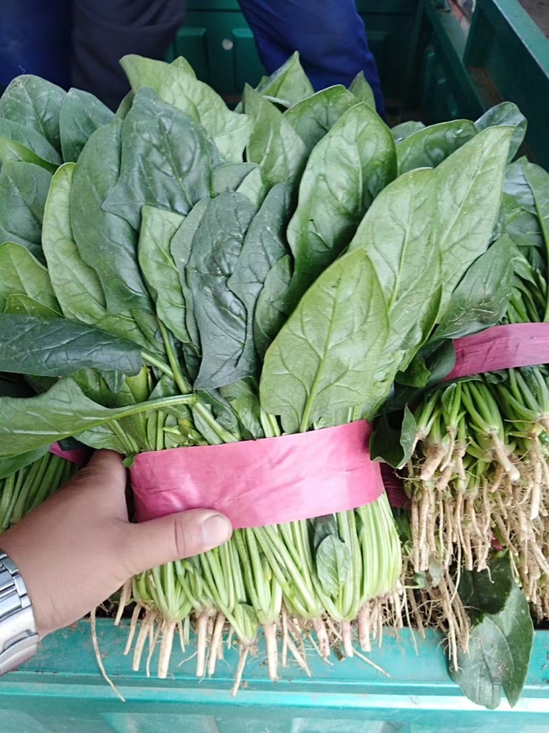 河北邯郸永年，菠菜大量有货，***********