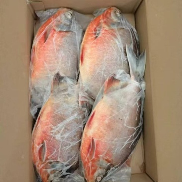 鲜冻红鲳鱼
