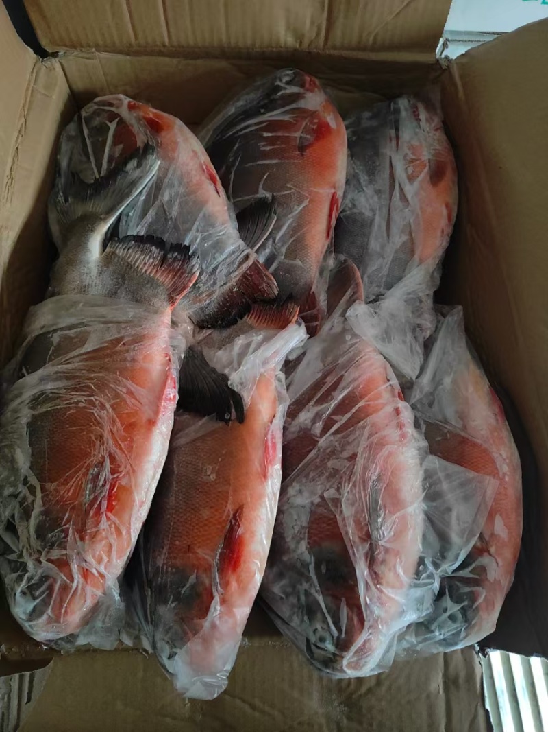 鲜冻红鲳鱼