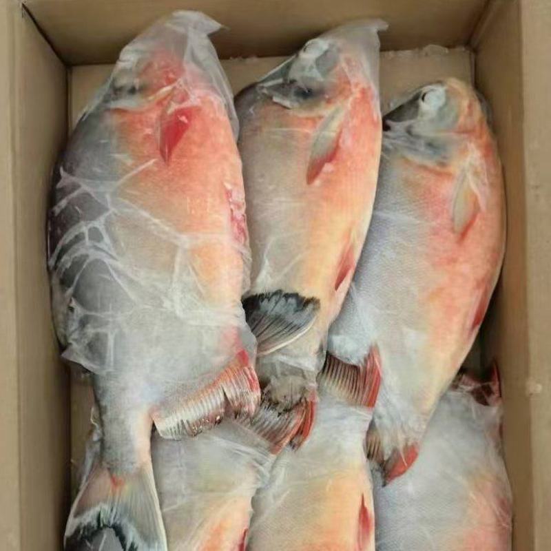 鲜冻红鲳鱼