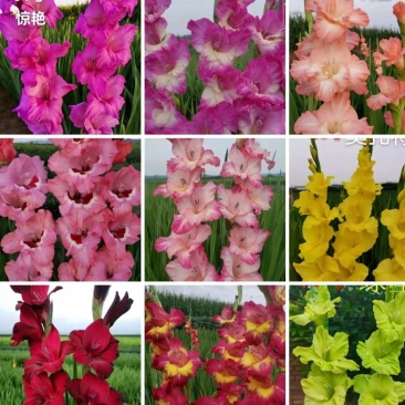 剑兰种球基地直发电商园林绿化种植，切花。量大从优