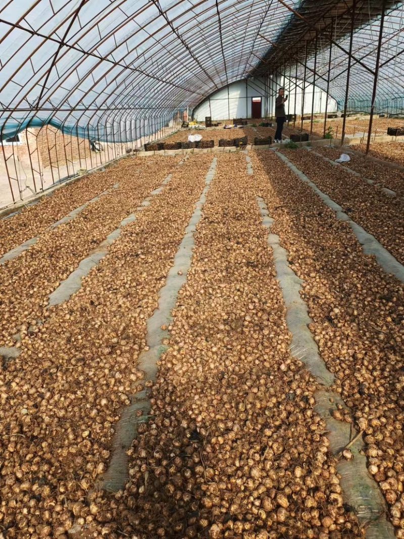 剑兰种球基地直发电商园林绿化种植，切花。量大从优